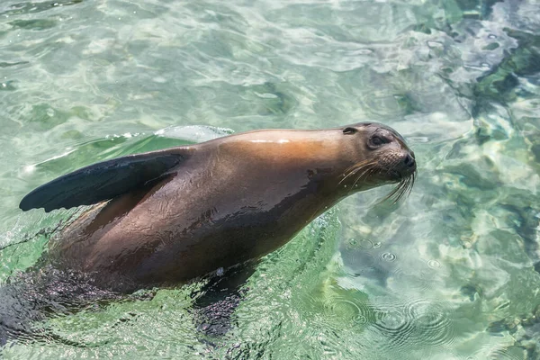 Galápagos oroszlánfóka az óceánban a Galápagos-szigeteken — Stock Fotó