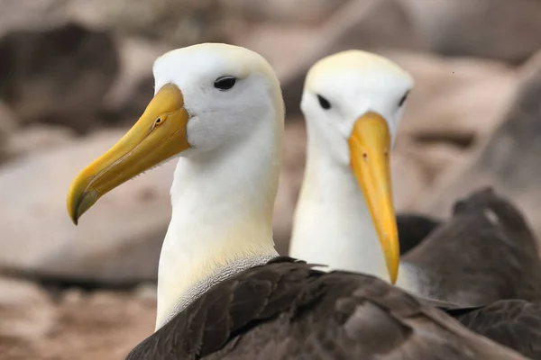 Galapagos Albatross aka Waved albatros pair broeden op Espanola Island — Stockfoto