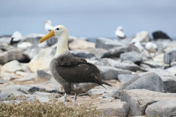 Galapagos Albatross más néven Waved albatross az Espanola-szigeten — Stock Fotó