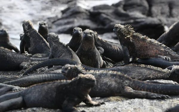 Galapagos Marine Iguana - Iguanas felmelegedés a napon a Fernadina szigeten — Stock Fotó
