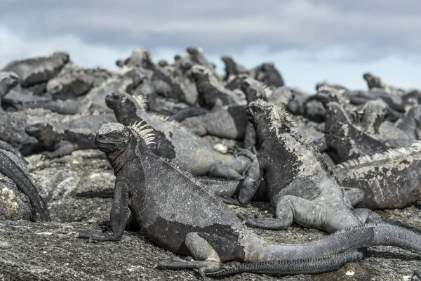 Galapagos Marine Iguana - Iguanas felmelegedés a napon a Fernadina szigeten — Stock Fotó