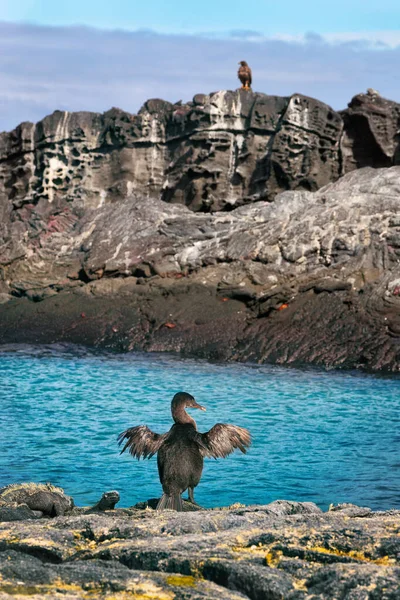 Uçamayan karabatak namı diğer Galapagos karabatakları diğer hayvanlar ve vahşi yaşam arasında — Stok fotoğraf