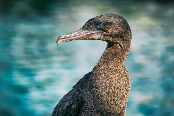 Cormorano senza volo aka Cormorani delle Galapagos - animali e fauna selvatica Galapagos — Foto Stock