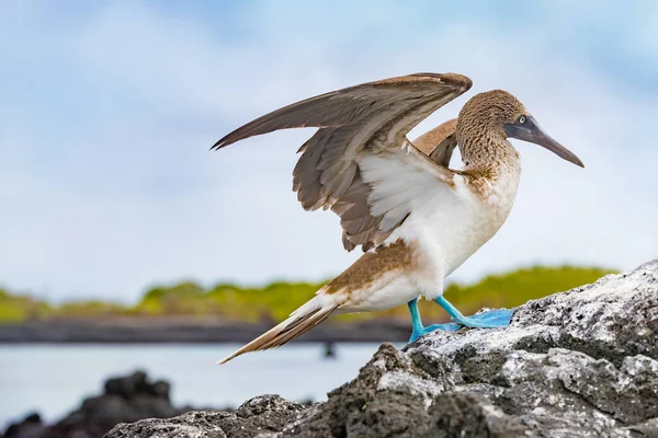 Galapagos állatok. Kék lábú Booby - Iconic híres galapagos vadon élő állatok — Stock Fotó