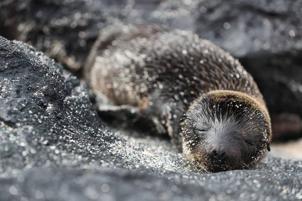 Galapagos Sea Lion kölyök játékos játék homokban fekvő tengerparton Galapagos-szigetek — Stock Fotó
