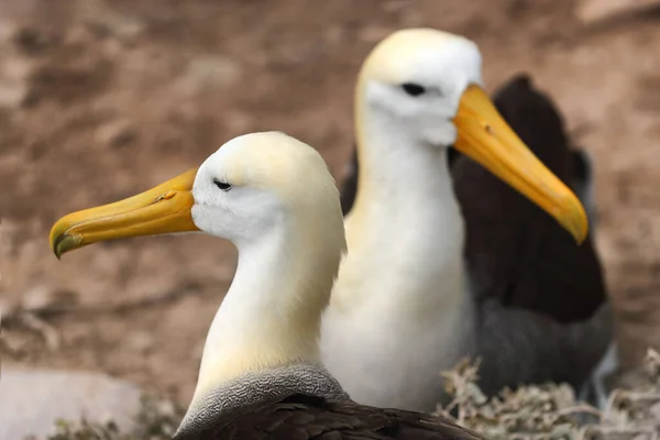 Animals on Galapagos - Galapagos Albratross más néven Waved albatrosses — Stock Fotó