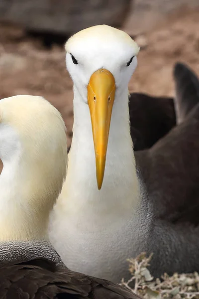 Galapagos Albatross más néven Waved albatrosses on Espanola Island, Galapagos Islands — Stock Fotó