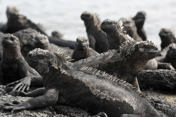 Galapagos Marine Iguana - Iguanas felmelegedés a napon a Fernandina szigeten — Stock Fotó