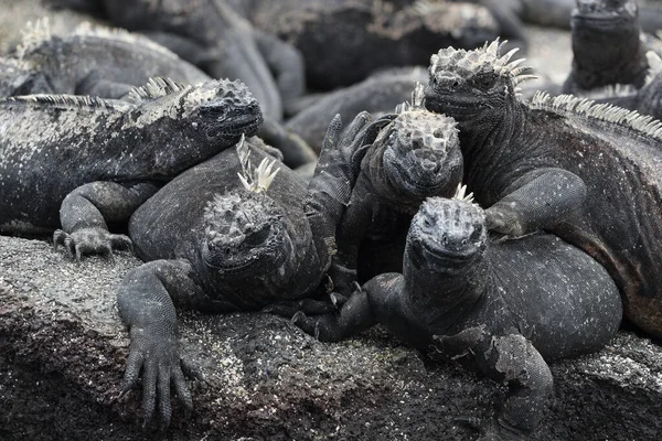 Állatok. Galapagos Marine Iguana - Iguanas felmelegedés a napon, Fernandina sziget — Stock Fotó