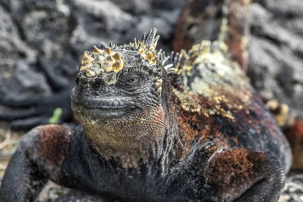 Galapágy Marine Iguana potřásá hlavou na ostrově Isabela — Stock fotografie