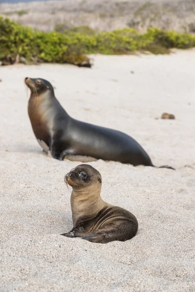 Galapagos Sea Lion Cub játékos játék homokban fekvő tengerparton Galapagos-szigetek — Stock Fotó