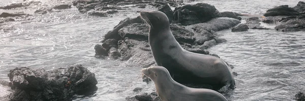 León marino de Galápagos en arena tendida en la playa — Foto de Stock