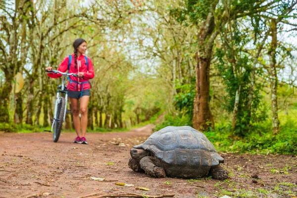 Galápagos Tartaruga gigante e ciclismo turístico em bicicleta na Ilha de Santa Cruz, nas Ilhas Galápagos. Animais, natureza e vida selvagem imagem de tartaruga em terras altas de Galápagos, Equador, América do Sul — Fotografia de Stock