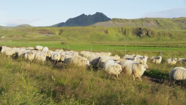 Gregge di pecore sull'erba nel bellissimo paesaggio naturale islandese — Video Stock