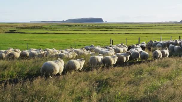 Αγέλη πρόβατα στο γρασίδι στην όμορφη Ισλανδία φύση τοπίο — Αρχείο Βίντεο