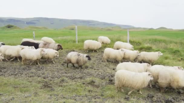 Gregge di pecore sull'erba nel bellissimo paesaggio naturale islandese — Video Stock