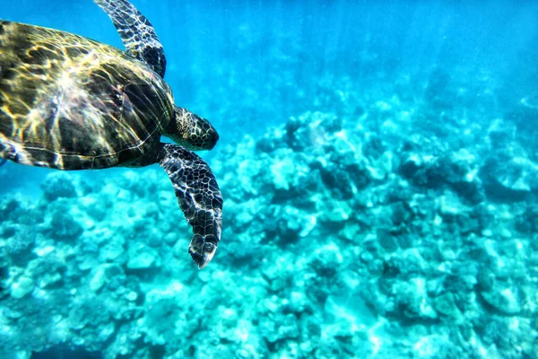 Wilde groene schildpad duiken in de blauwe oceaan wateren van Hawaï. Turkoois zee achtergrond, natuurlijke dieren in het wild — Stockfoto