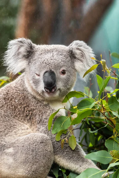 Забавное коаловое животное подмигивает мигающим мигом в австралийском зоопарке Сиднея. Животные Австралии — стоковое фото