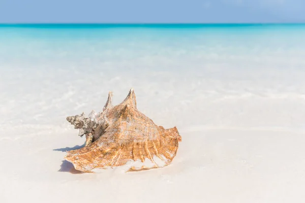 Plaj kabuğu okyanus kabuğu telif alanı arkaplanı — Stok fotoğraf