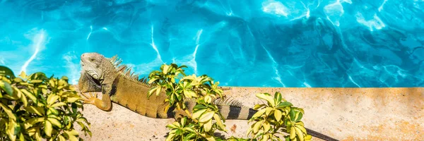 Funny iguana pet sunbathing by the swimming pool tanning poolside relaxing. Background for Caribbean summer travel vacation concepts — Stock Photo, Image