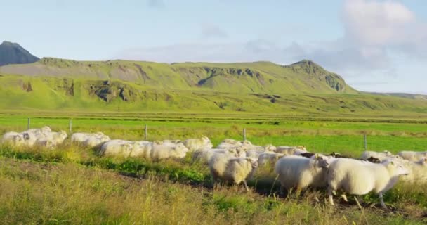 Стадо овец на траве в красивом ландшафте Исландии — стоковое видео