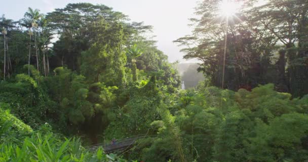 ハワイの観光客は、ハワイのビッグアイランドの熱帯雨林をハイキングします。旅行観光の若者の概念 — ストック動画