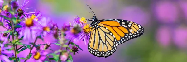 Monarch vlinder op paarse aster bloem in de zomer bloemen achtergrond. Vrouwelijke monarchvlinders in de herfst bloeiende asters landschap panoramische banner. — Stockfoto