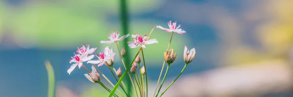 Petites fleurs roses sur le rivage de la bannière étang panoramique. Bugs et insectes pollinisant pendant l'été. — Photo