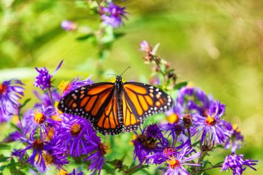 Monarch butterfly on purple asters flowers in Autumn nature garden background. Butterflies flying outdoor clipart