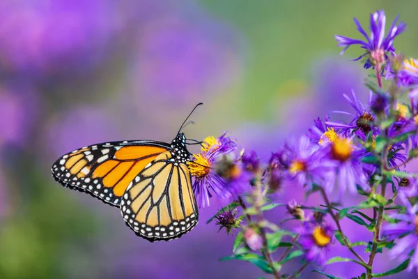 Monarch πεταλούδα σίτιση σε μωβ λουλούδι αστέρα στο καλοκαίρι floral φόντο. Monarch πεταλούδες το φθινόπωρο ανθίζουν αστέρες — Φωτογραφία Αρχείου