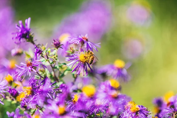 Abeille à miel pollinisant pourpre aster fleur aux États-Unis Canada jardin à l'automne automne nature fond. Abeilles, fleurs espace de copie — Photo