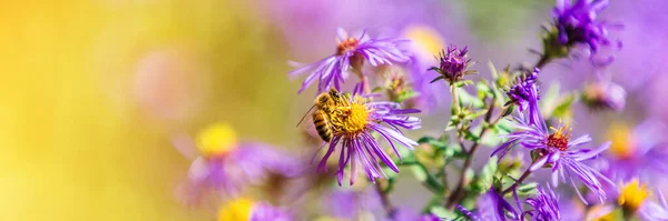 Abeille à miel pollinisant pourpre aster fleur en automne automne jardin nature fond. Abeilles, fleurs copier l'espace bannière panoramique — Photo