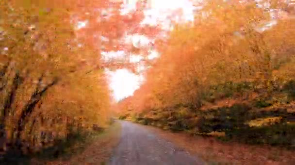 Kolory jesieni. Kolorowe liście jesieni na leśnej ścieżce — Wideo stockowe