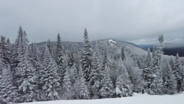 Winterlandschaft Natur Bergwald mit schneebedeckten Bäumen in wunderschöner Winterlandschaft. Video vom Mont Tremblant, Quebec, Kanada — Stockvideo