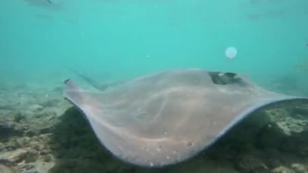 Stingray video bawah air satwa liar alam di Polinesia Prancis, Bora, Bora — Stok Video