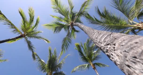 Nyári strand háttér pálmafák ellen kék ég panoráma, trópusi Karib-térség — Stock videók