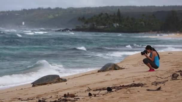 Fotógrafo de Hawaii Sea Turtle. Mulher turística em férias tirando foto de tartaruga marinha havaiana descansando na areia da praia em Oahu, Havaí, EUA. — Vídeo de Stock