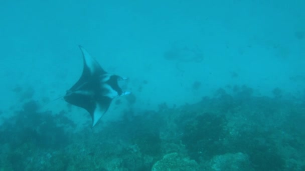 Vídeo submarino de Bora Bora Manta Ray de la Polinesia Francesa Tahití en la laguna de arrecifes de coral, Océano Pacífico. Vida marina, peces, Manta Rayos y tiburones de snorkel y buceo viaje crucero de vacaciones — Vídeos de Stock