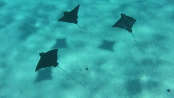 Águia Raios vídeo subaquático da Polinésia Francesa Taiti na lagoa recifal de coral, Oceano Pacífico. Vida marinha, peixes, raias de águia e tubarões de mergulho e mergulho viagem férias cruzeiro navio aventura — Vídeo de Stock