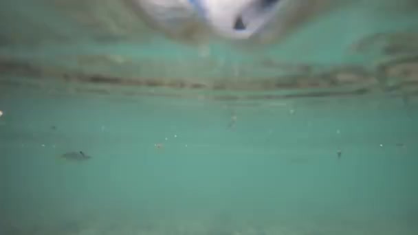 Vídeo submarino de Stingray animales y vida silvestre en la naturaleza en la Polinesia Francesa, Bora, Bora, Tahití. Stringrays en snorkel y excursiones de buceo. También mostrando bungalows Overwater y monte otemanu — Vídeos de Stock