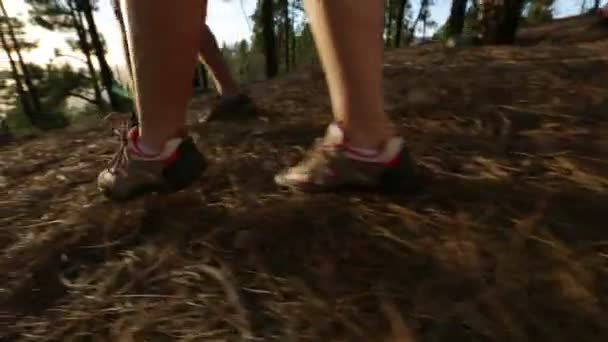 Wanderer gehen im Wald spazieren. — Stockvideo