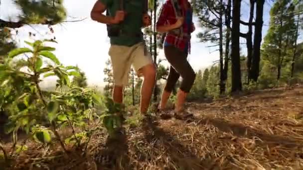 Excursionistas caminando en el bosque . — Vídeos de Stock