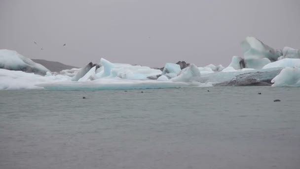 Група ущільнень плаває біля айсбергів — стокове відео