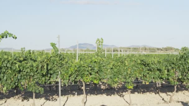 Winorośli do produkcji wina czerwonego wina — Wideo stockowe