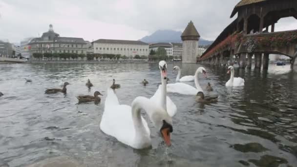 Πύργος ύδατος και κύκνοι Luzern ποταμό Reuss — Αρχείο Βίντεο