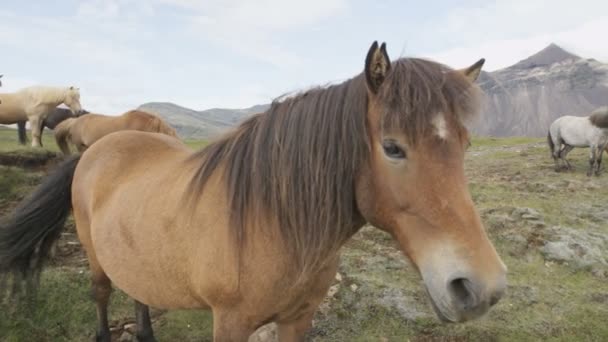 Исландская лошадь, стоящая на поле — стоковое видео
