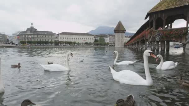 Lucerna Suiza cisnes en el río Reuss — Vídeo de stock