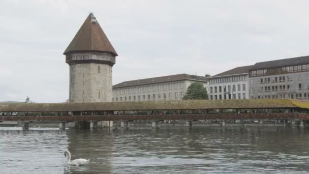 Lucerne Switzerland water tower and swans — Stock Video