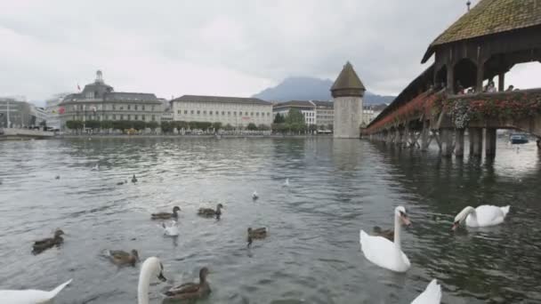 Λουκέρνη Ελβετία κύκνοι στον ποταμό Reuss — Αρχείο Βίντεο