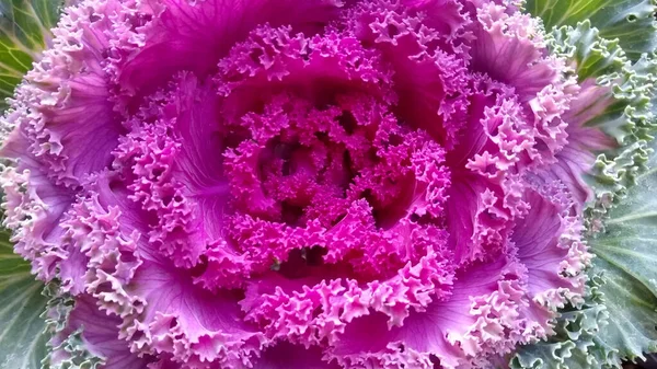 Fioletowy Dziki Kwiat Kapusty — Zdjęcie stockowe